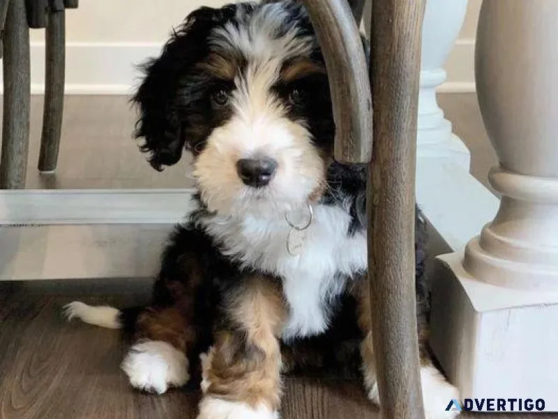 Bernedoodle F1B