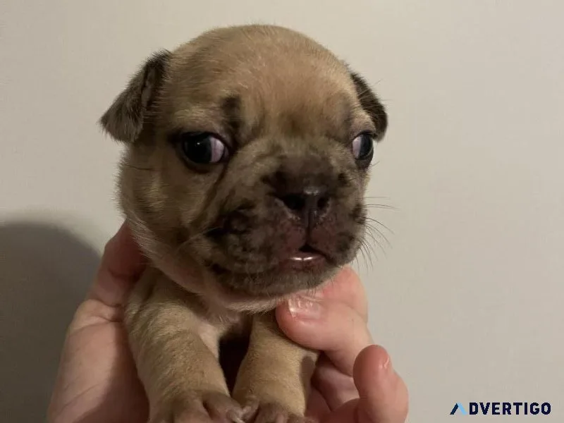 AKC reg French Bulldog pups