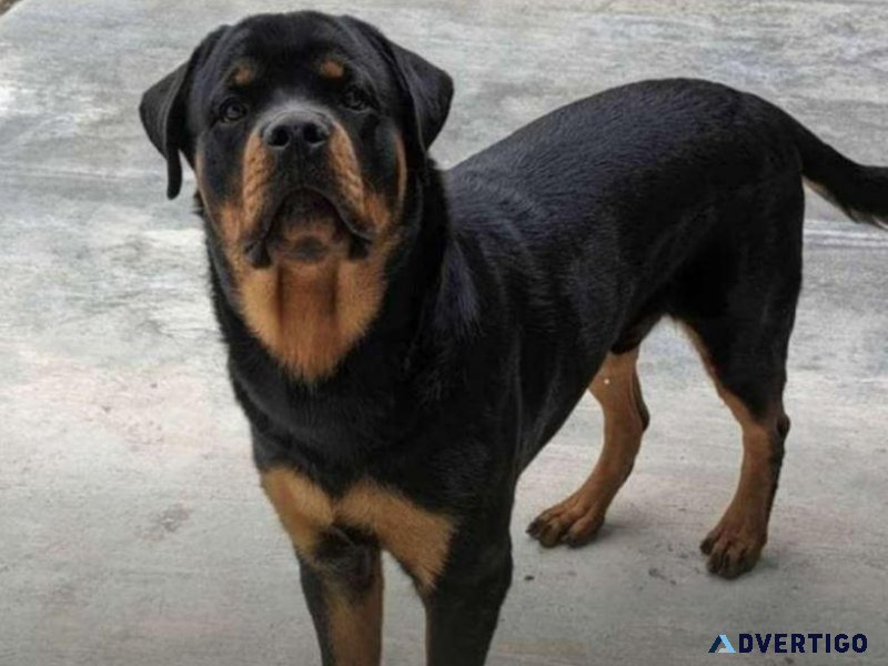 AKC Registered Male Rottweiler - Stud (Zephyrhills)