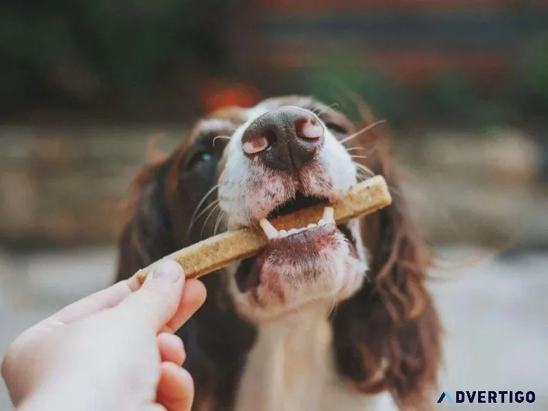 Fall Dog Treats - Vet Clinic in Floyds Knob IN