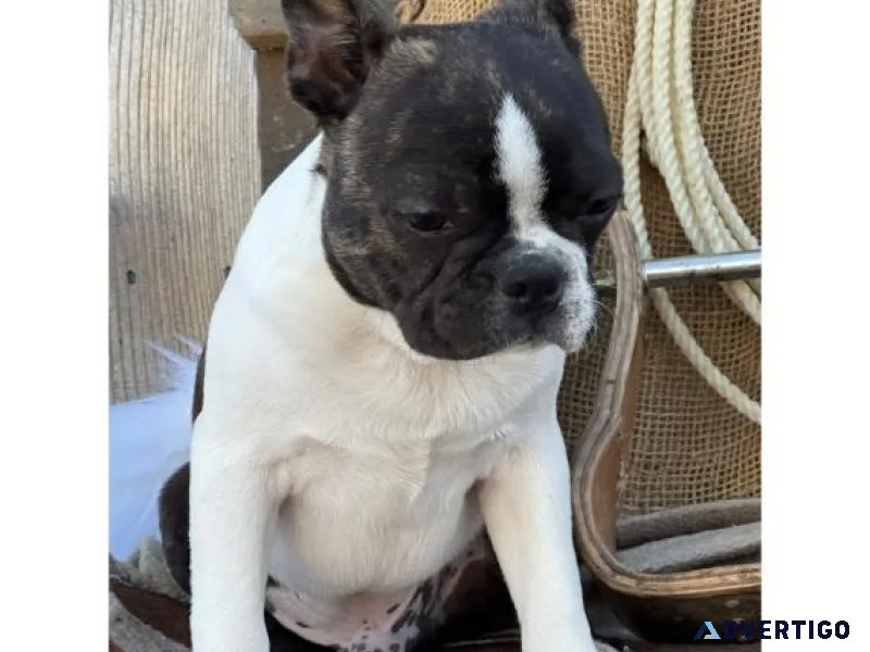 Boston Terrier
