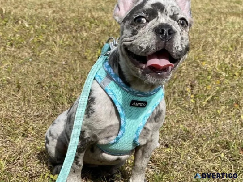 Elite exotic bully