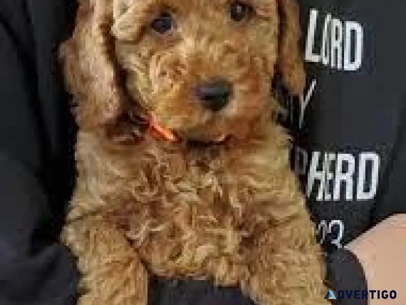 GOLDENDOODLE F1B MINI
