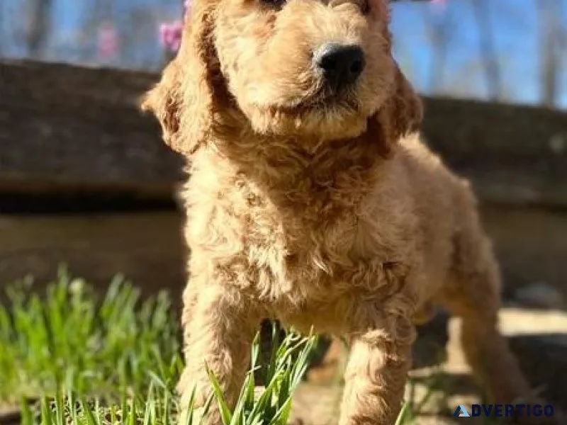 AKC Goldendoodle Puppies for sale.