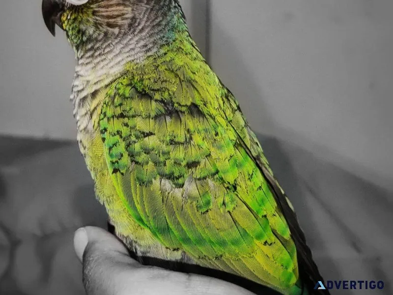 Green Cheek Conure