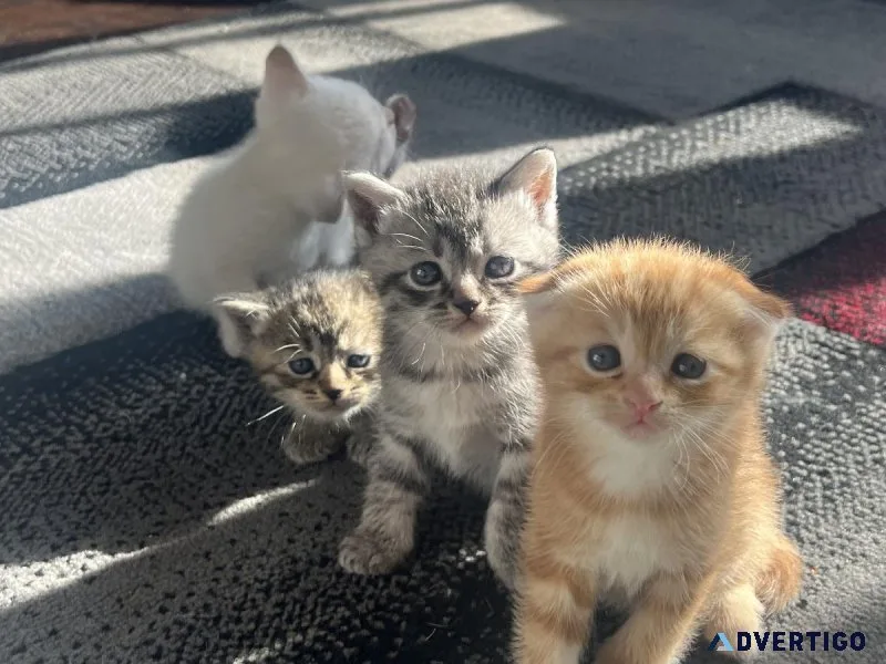 Scottish Fold and Straight Kittens
