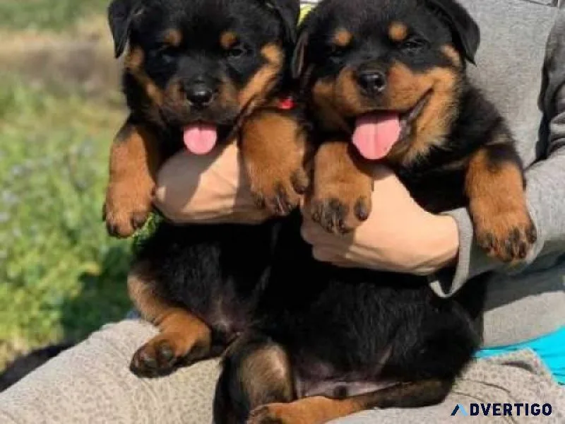 Rottweiler Puppies