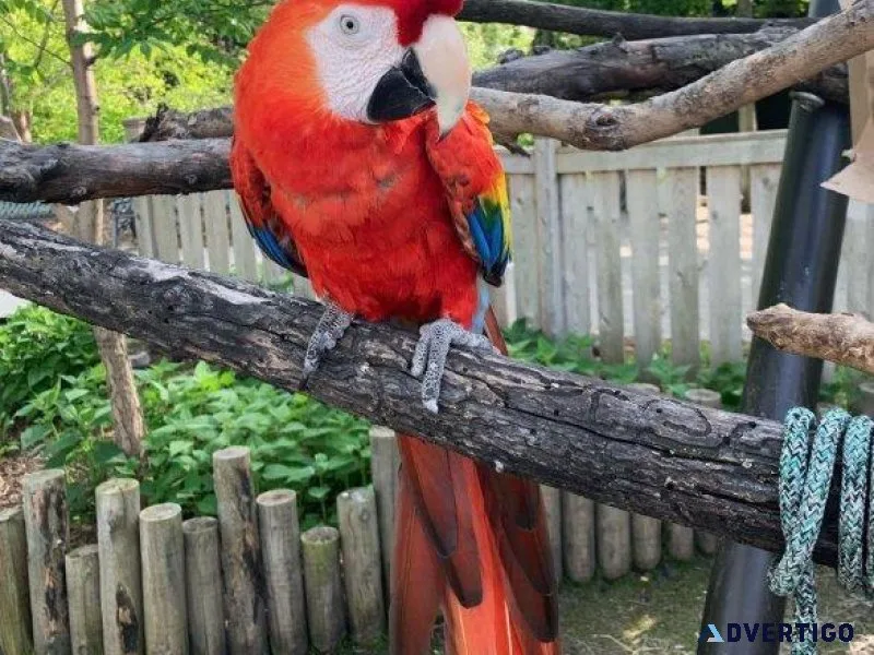 Blue and Gold Macaw for Sale
