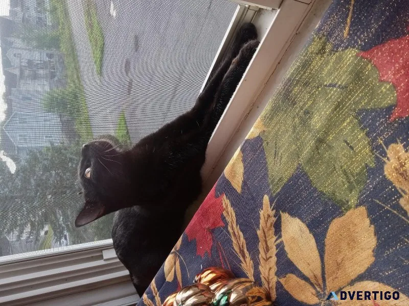 Handsome 1yr old neutered male cat