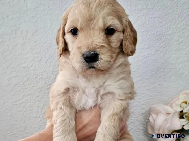 Golden Doodle Puppies