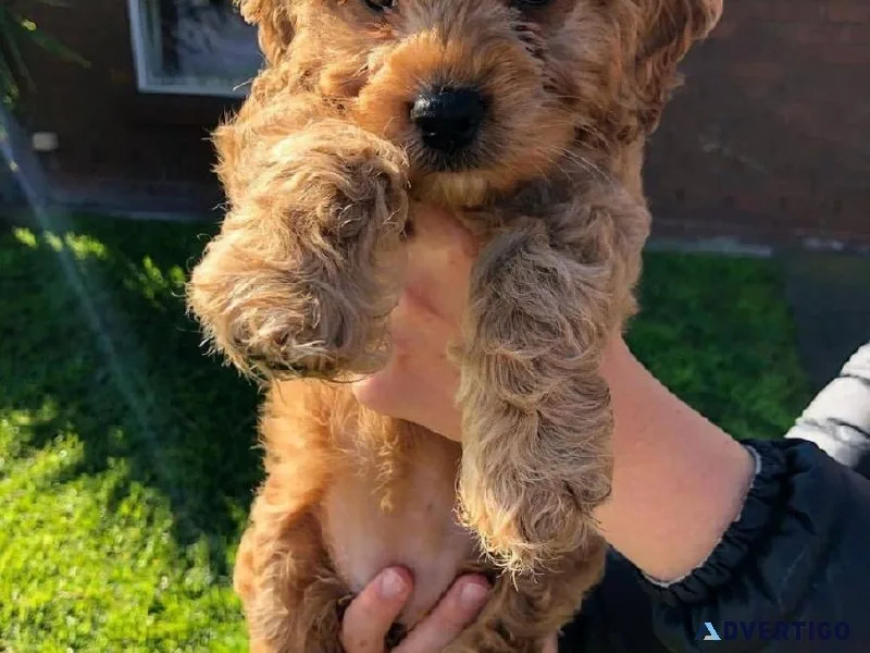 Cockapoo Puppies For Sale Now