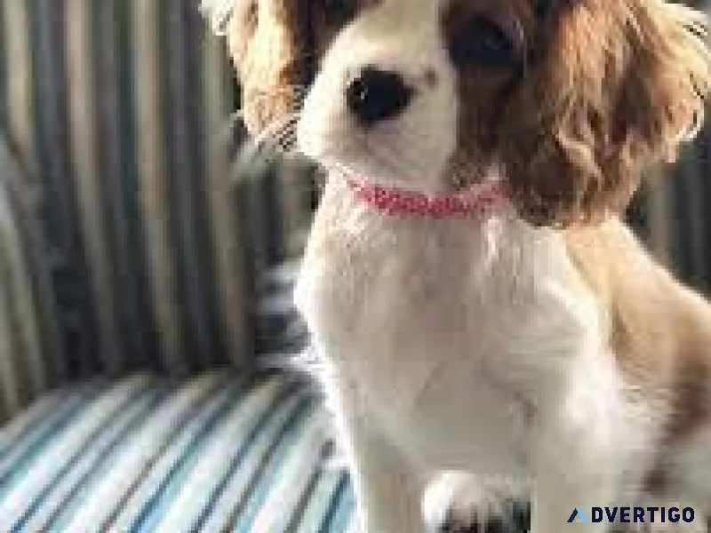 Cavalier King Charles