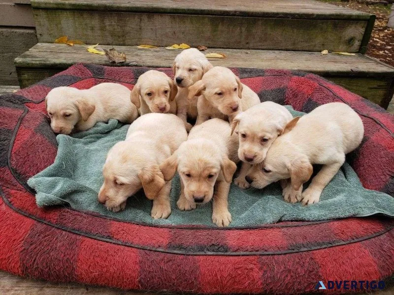 AKC Yellow Labrador Puppies