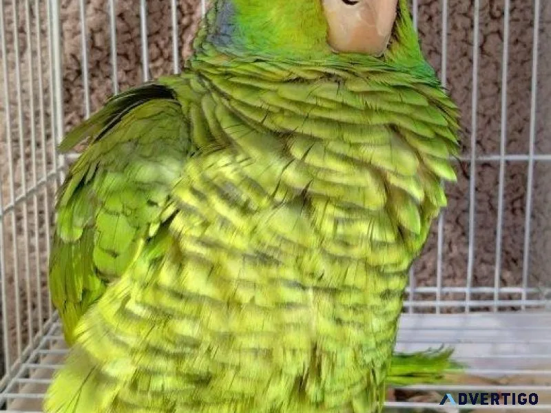 Liliac Crowned Amazon Parrot