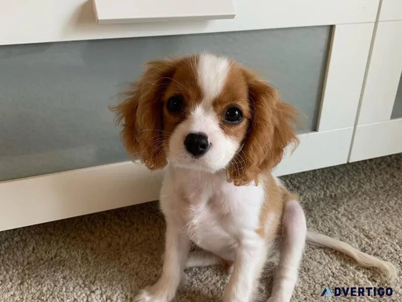Adorable Cavalier King Charles Puppies For Sale