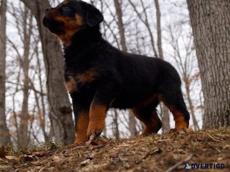 muted every German rottweiler puppies for Sale