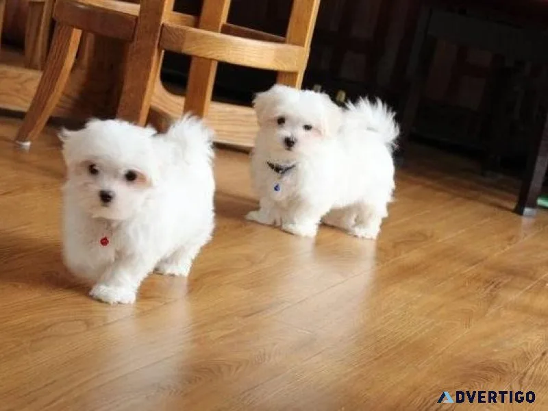 Gorgeous Maltese Puppies