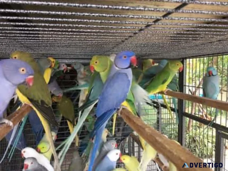 Blue and White Indian Ringneck Parakeet