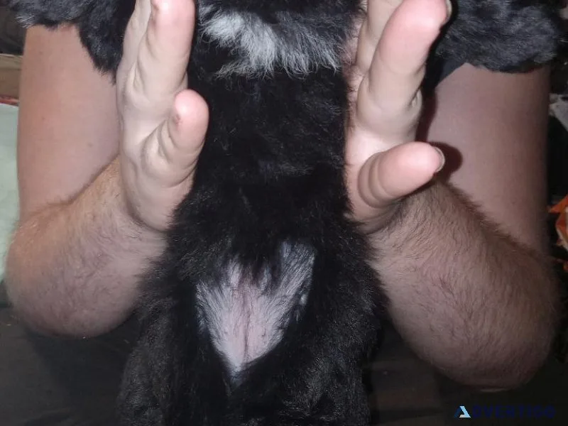 12.week old yorkipoo puppie