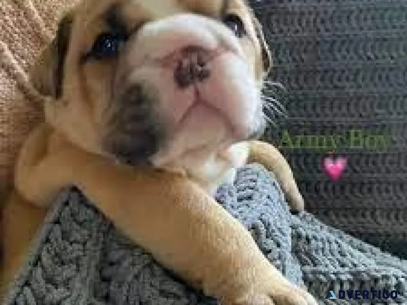 English Bulldogs