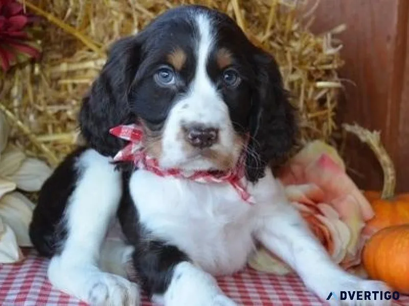 Beautiful English Springer Spaniel Puppies.