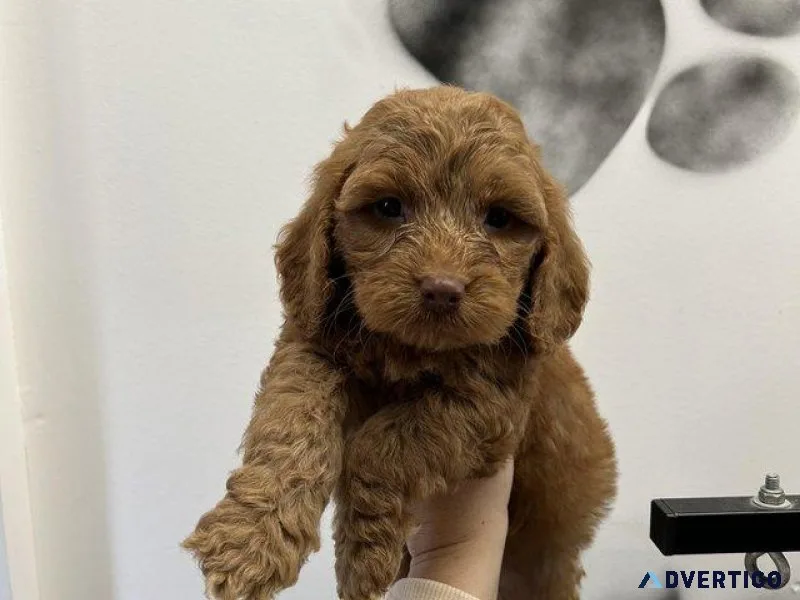 6 stunning cockapoo puppies for sale
