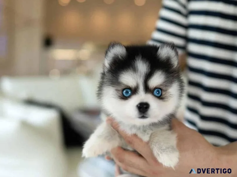 Stunining Blue Eyes Siberian Husky Puppies For Sale