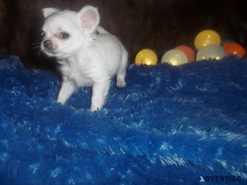 Long Coat Teacup  Chihuahua Puppies
