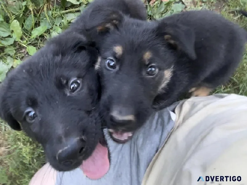 AKC German Shepherd Pups