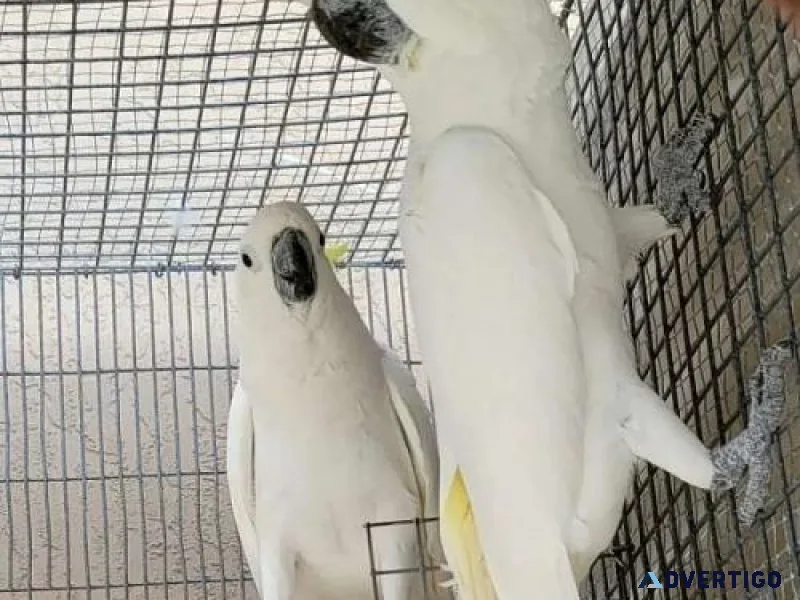 Sulpher Crested Cockatoo