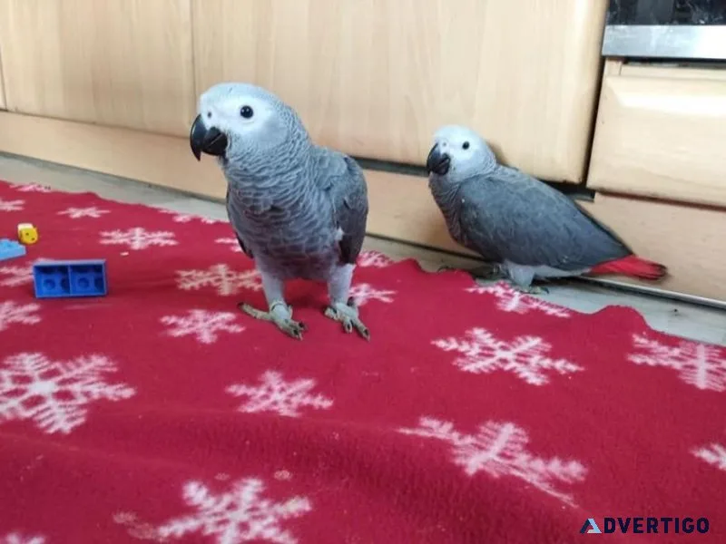 Beautiful African Grey Parrots Congos for Sale