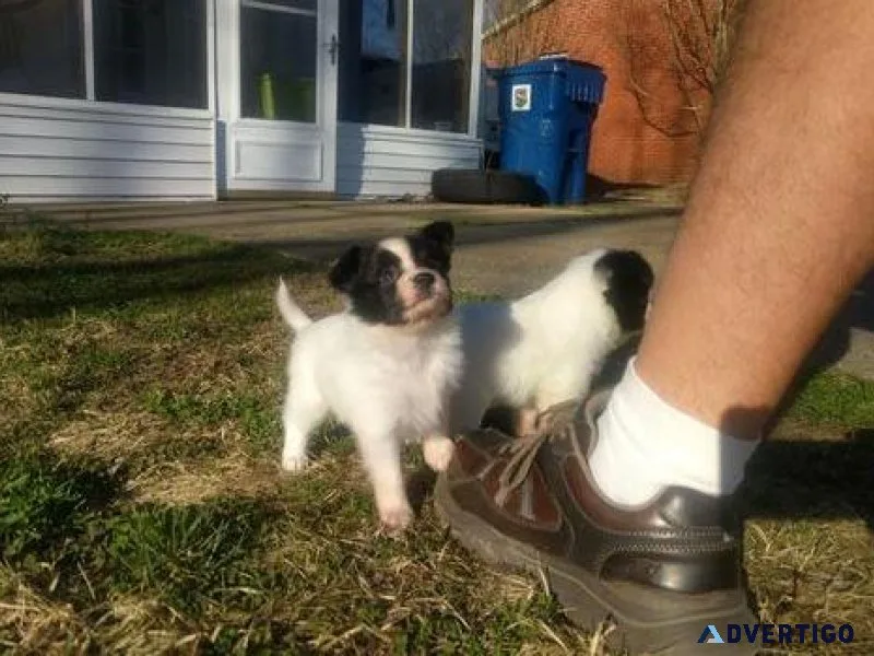 Adorable Papillon puppies