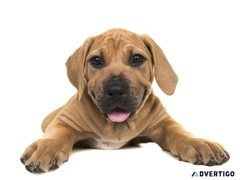 Dogs sale