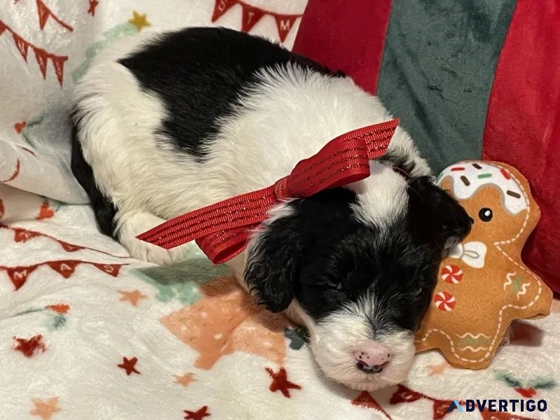 Sheepadoodle puppies for sale