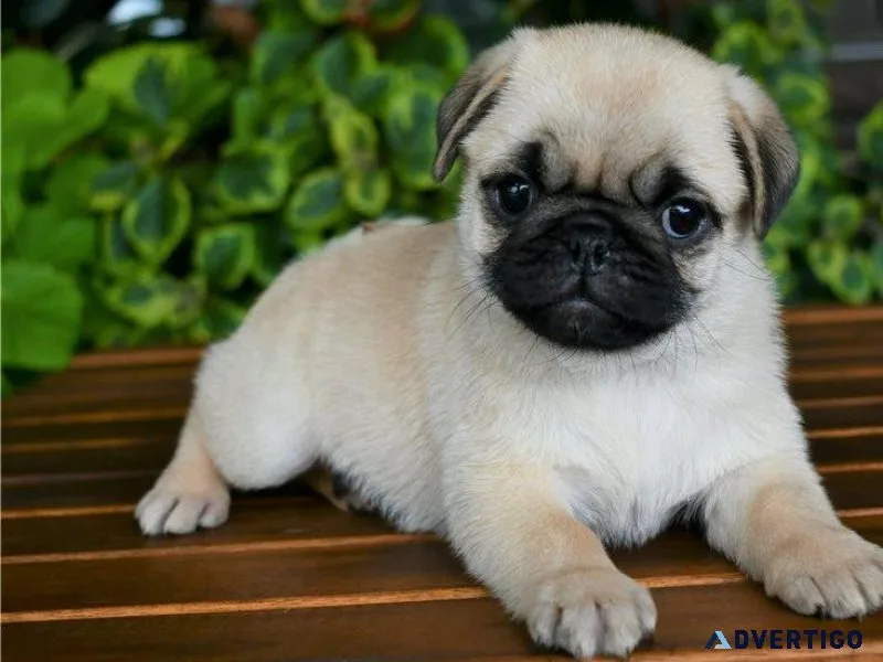 Pug pups for sale