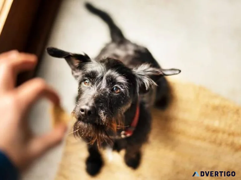 Best Dog Trainer in Chandigarh  Expert Guidance