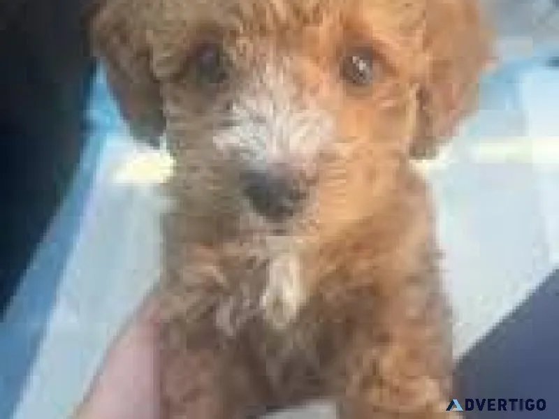 Mini toy poodle