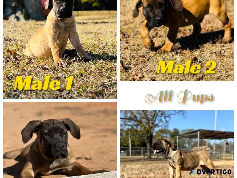 Boerboel Puppies (Top Bloodlines)