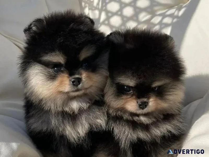 Pomeranian Puppies For Sale