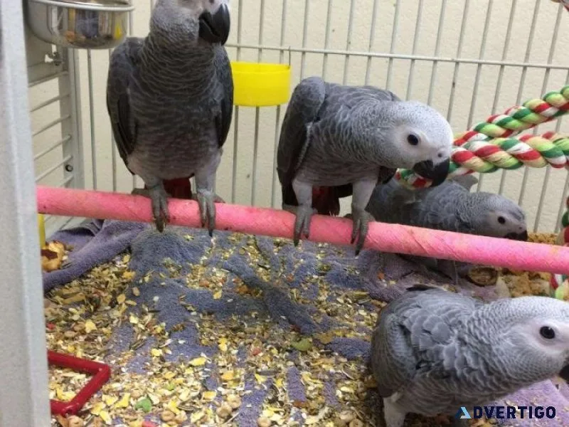 Talking African Grey Parrots available for sale.
