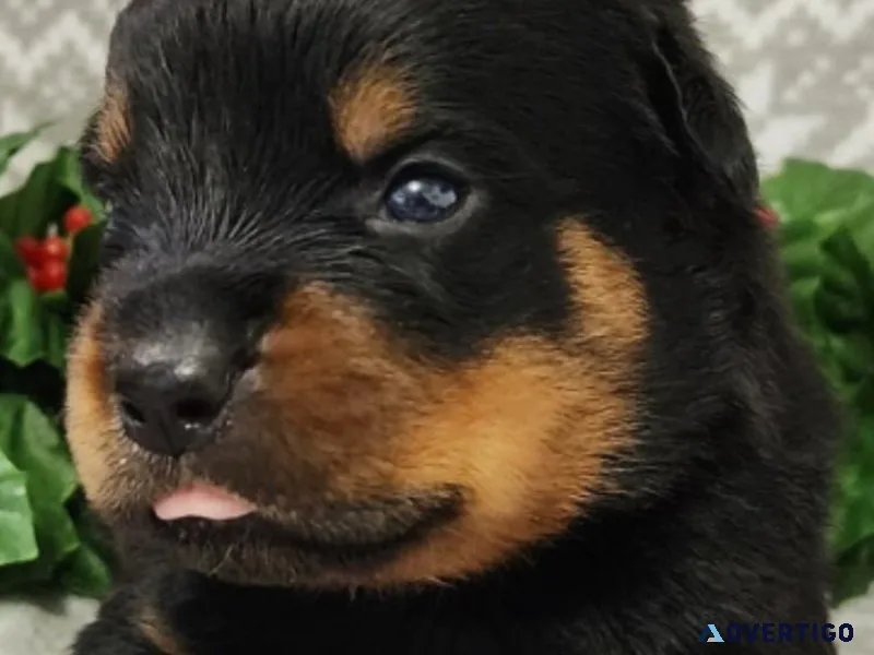 Rottweiler for sale