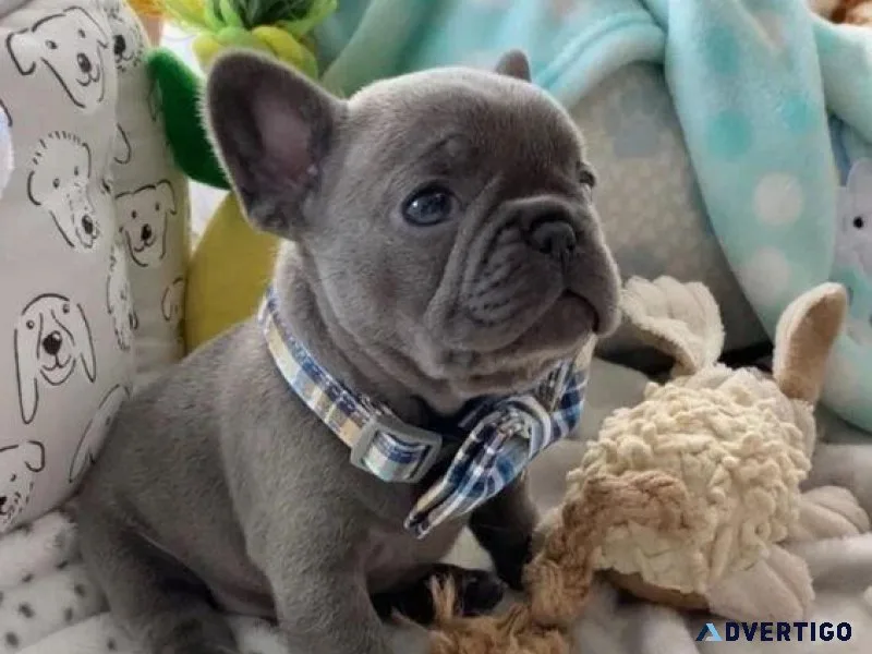 Blue French Bulldog Puppies For Sale