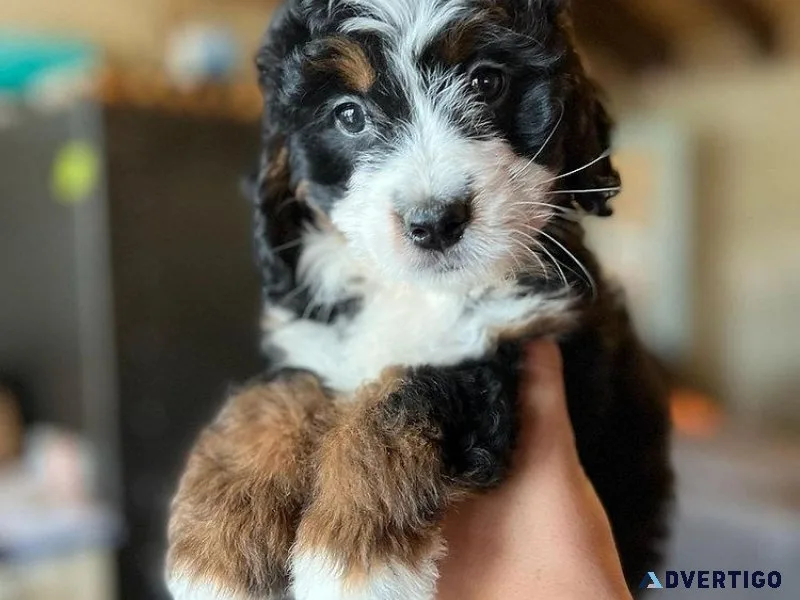 Tri Color Mini Bernedoodle