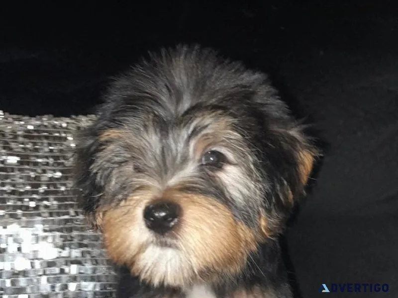 Yorkie female
