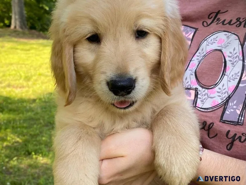 Adorable   golden Retriever Puppies