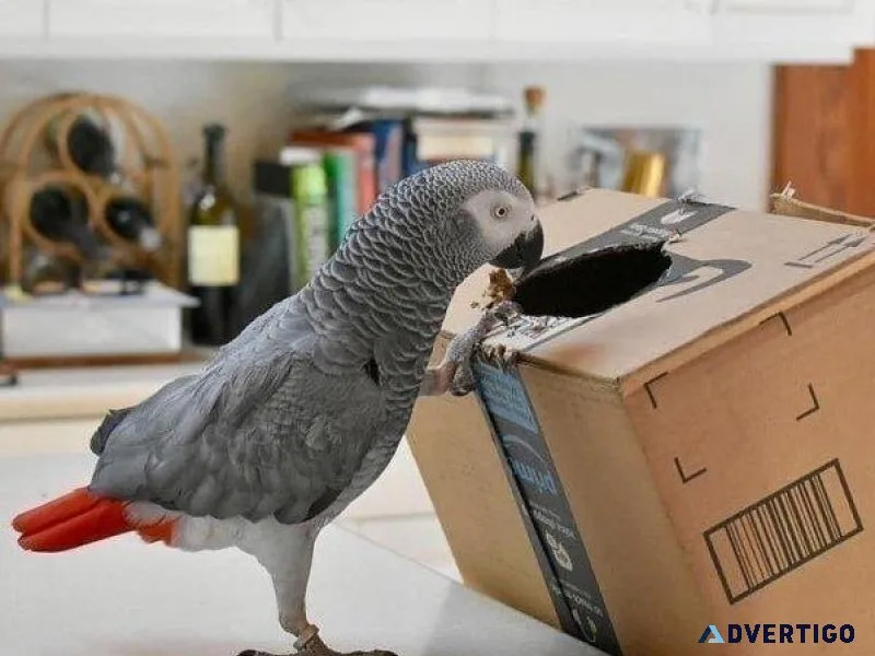 African Grey Congo Parrot Birds