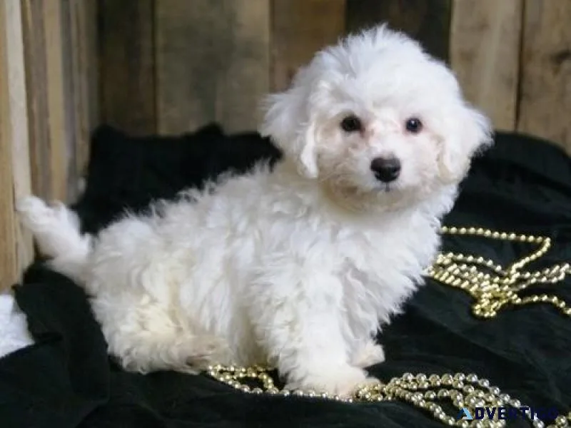 Gorgeous Bichon Frise Puppies