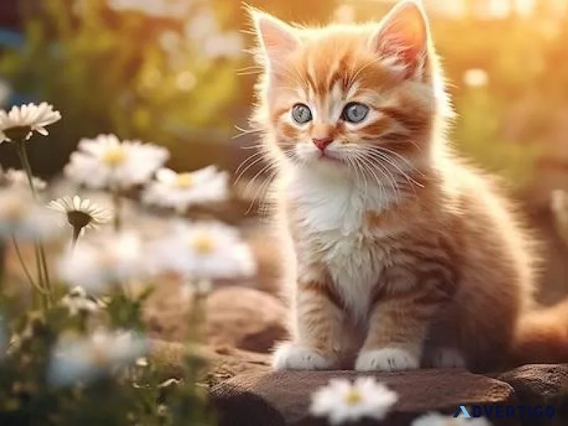 Feline Paradise Awaits Best Cat Shelters