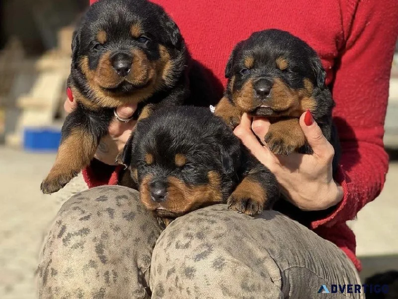 ROTTWEILER PUPPIES FOR SALE