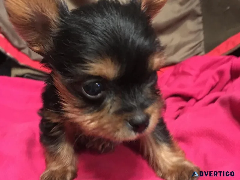 adorable yorkie puppies